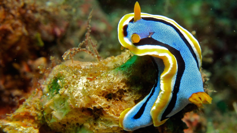 Illustration for article titled Striking Photographs Of Sea Slugs Expose The Alien World Under the Sea